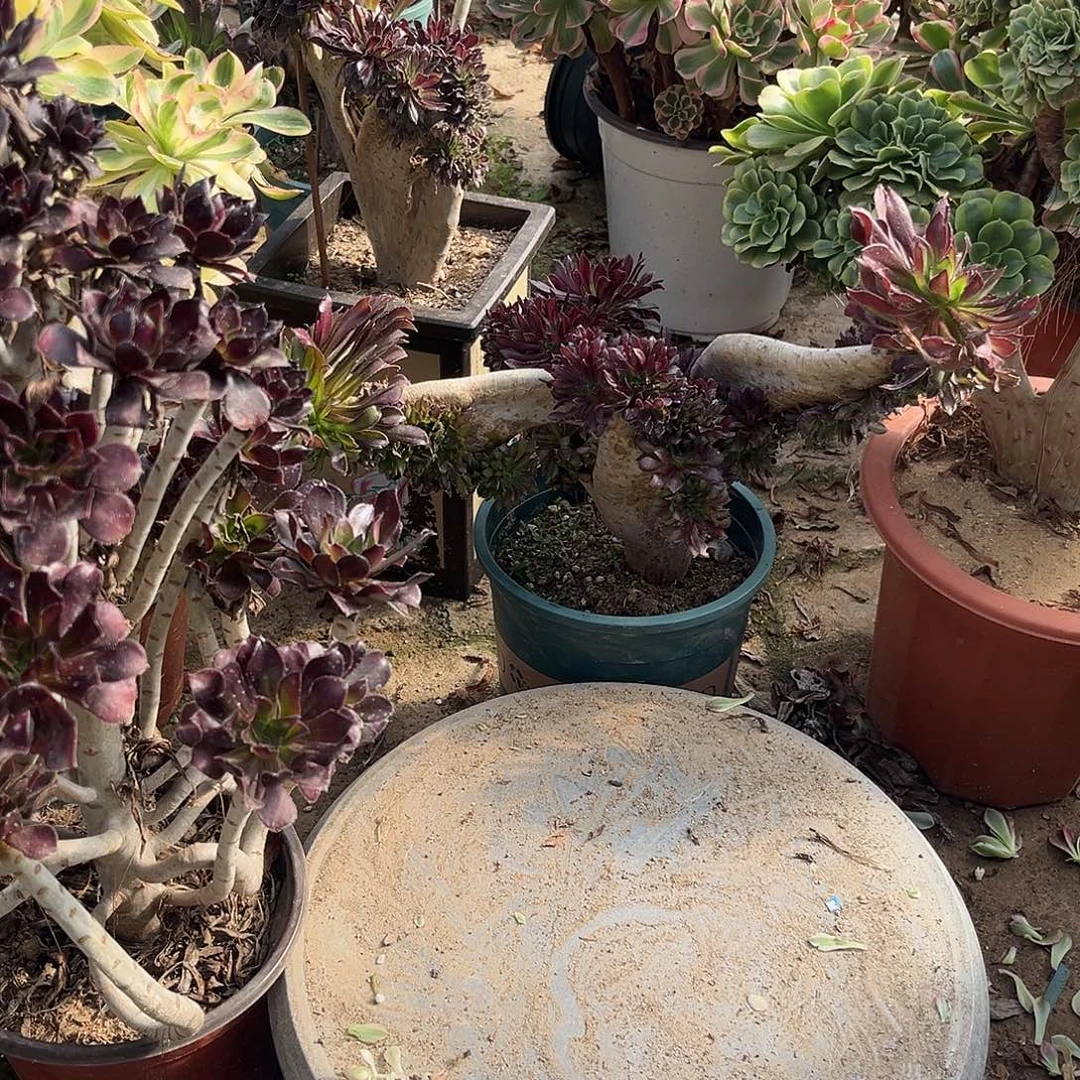 未***来寄养发货多肉植物