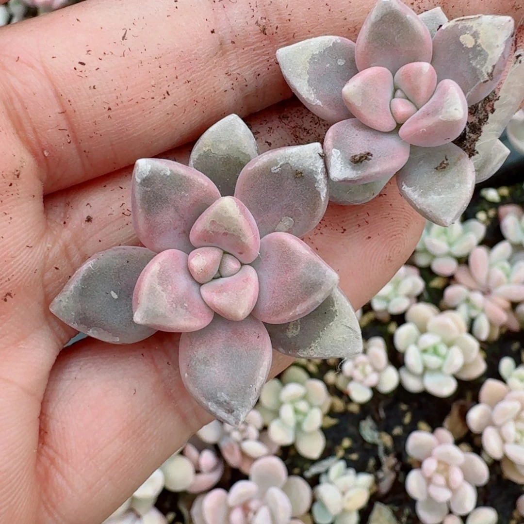 多肉杂交姬秋丽杂交一颗量拍27-36