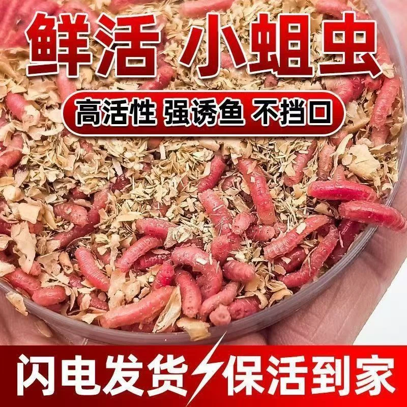 【爆护小蛆虫】鲜活钓鱼饵料野钓溪流蛆虫石斑鱼鲫鱼马口白条鱼饵