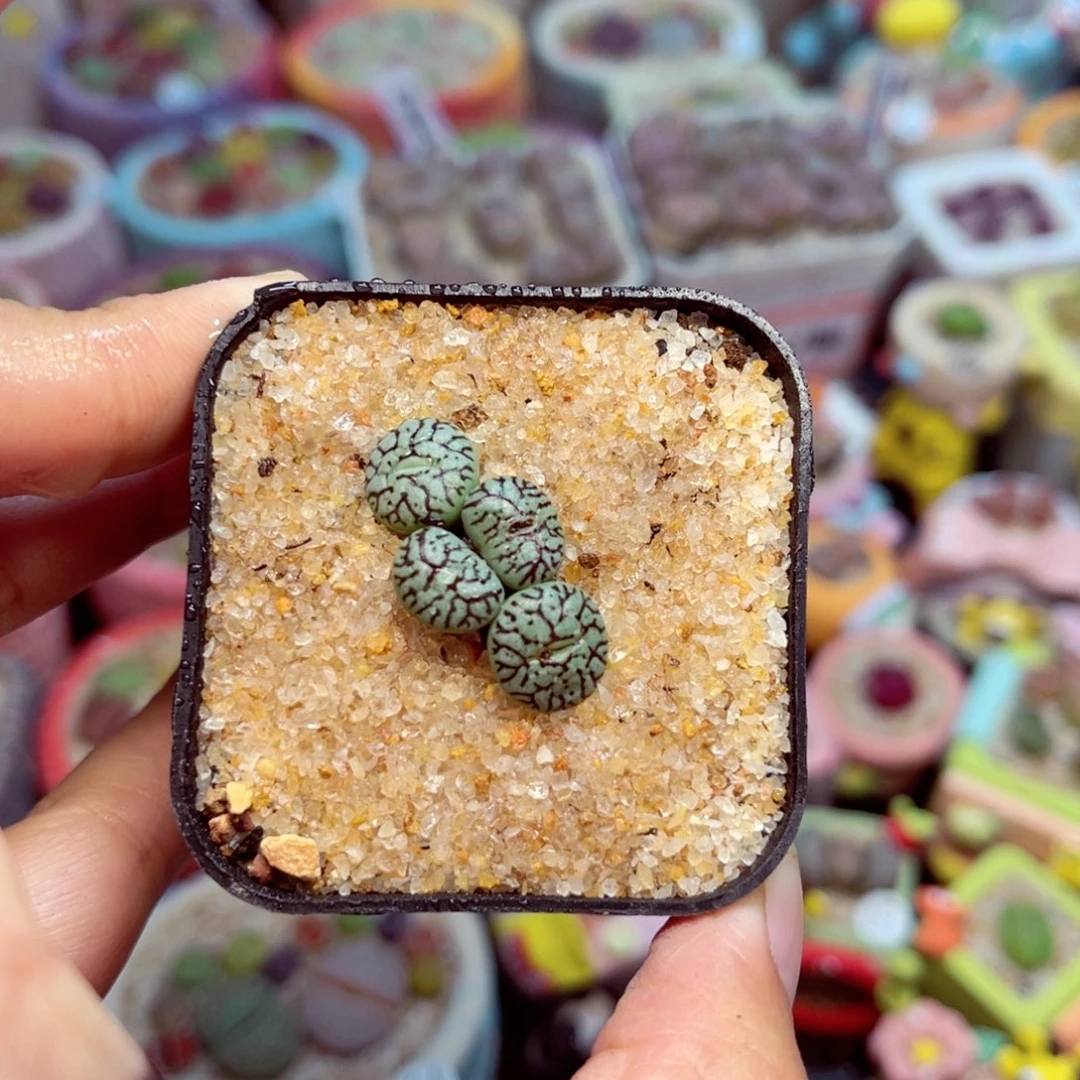 218. 66787568767878978