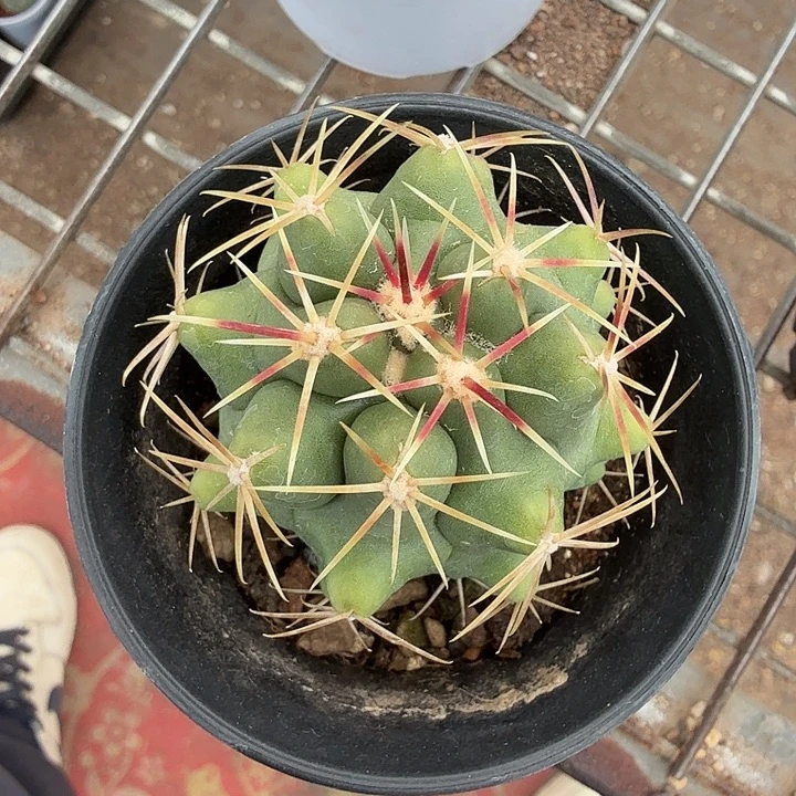 实生大红鹰5仙人球