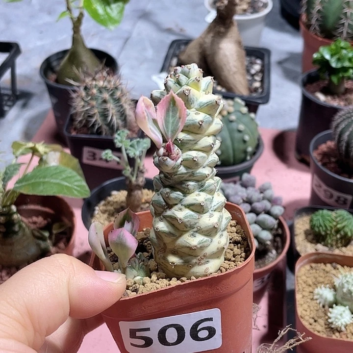 不***风506将军阁白锦仙人球