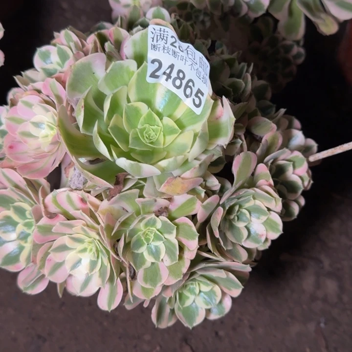 24865南女郎多肉植物