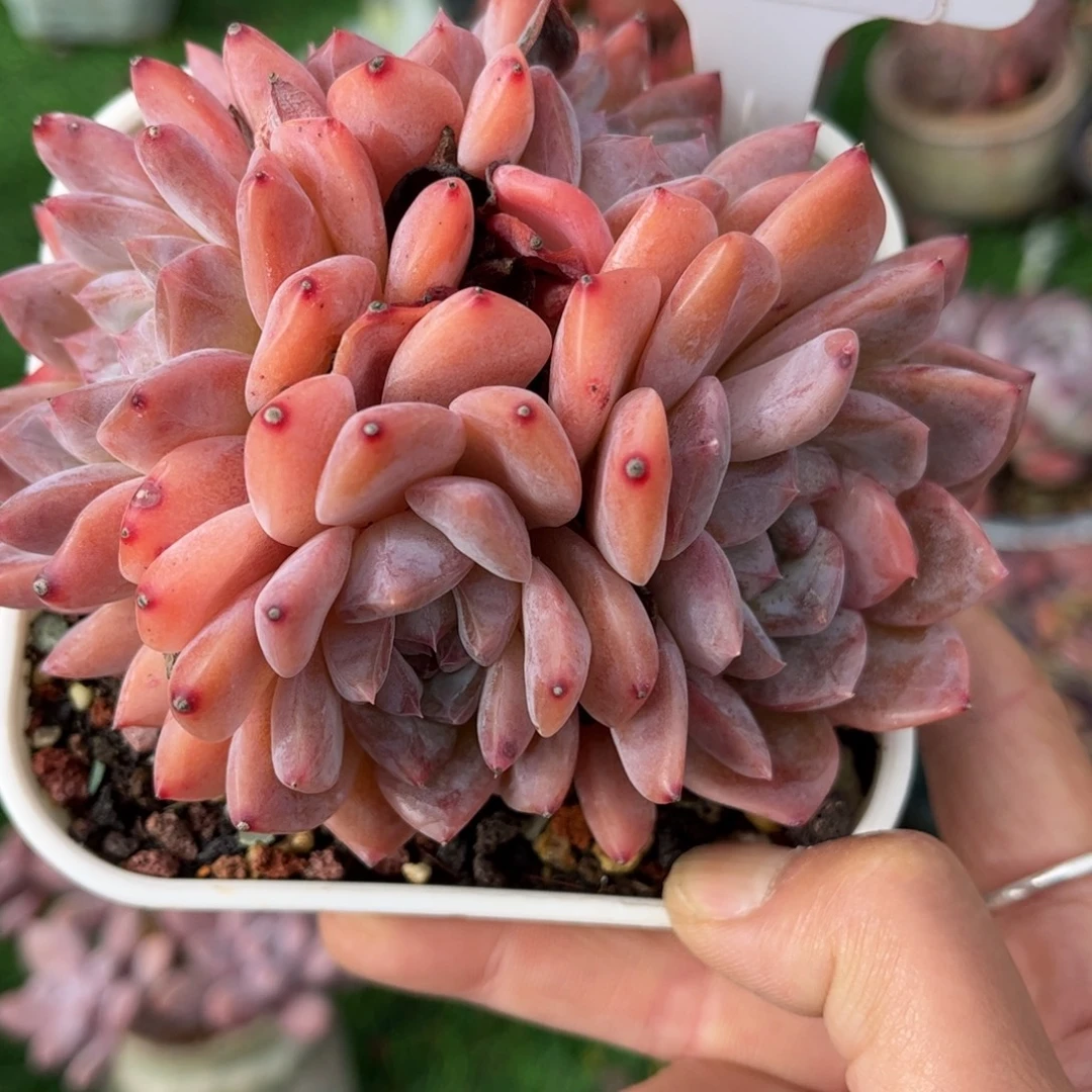 小****多肉植物0865 满30包邮