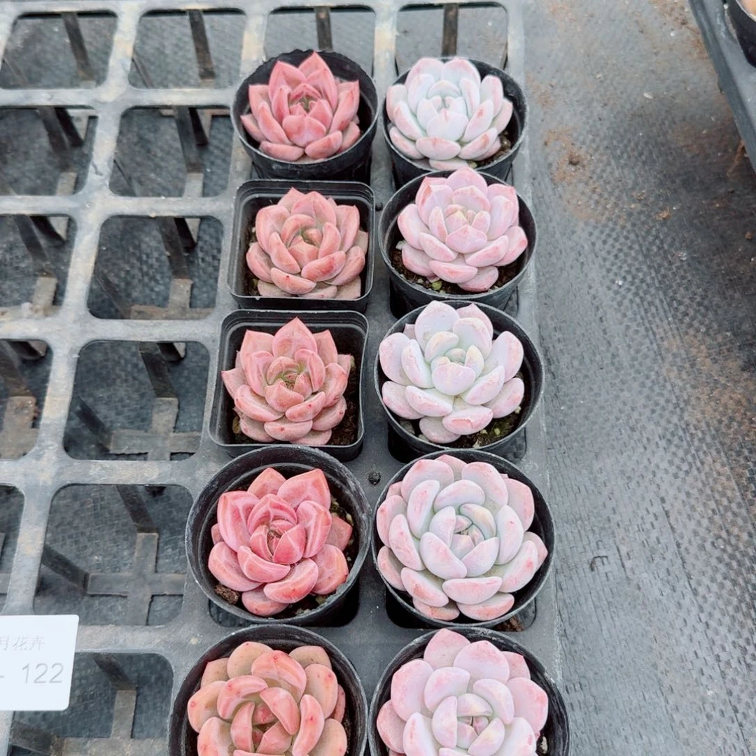 q橙奶盖各五颗量拍10-122