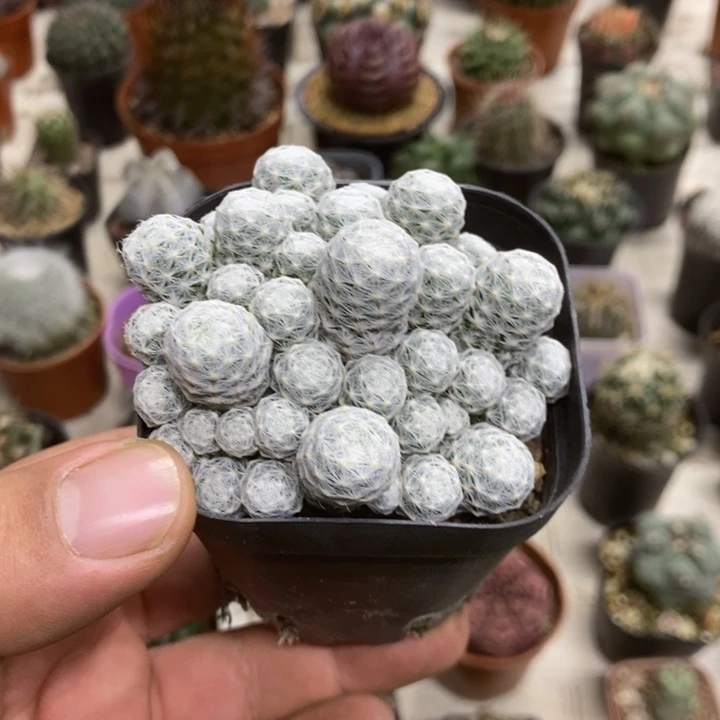 肌春心群特价福利