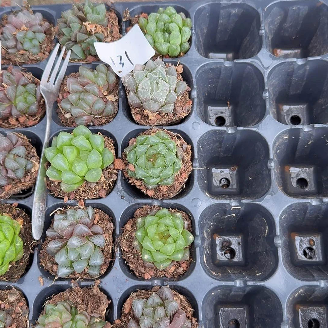 直播福利一物一拍131