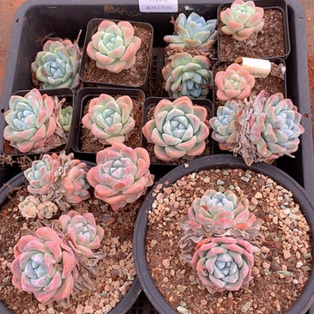 【闪购商品】M****礼云523号