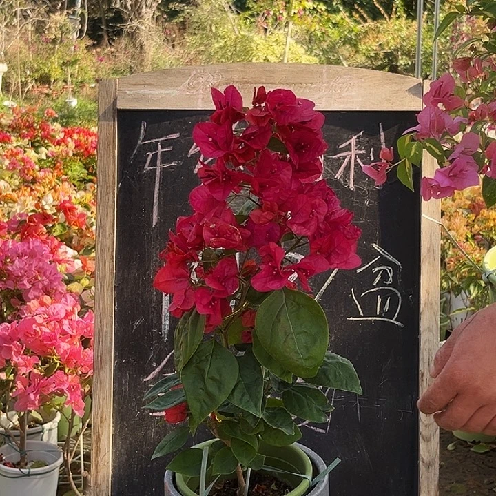 无花朵三角梅甜西瓜