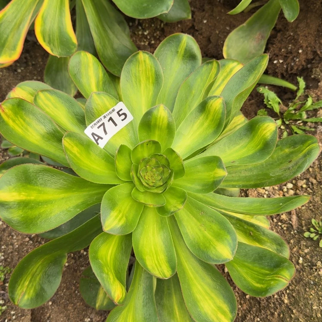 715燕姿七彩中斑。多肉植物