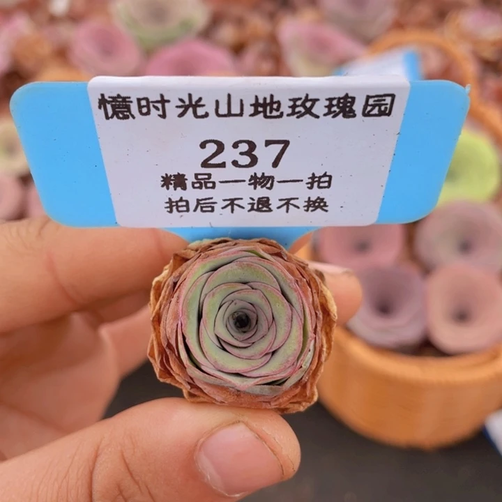 山地玫瑰237裸根发货不售后