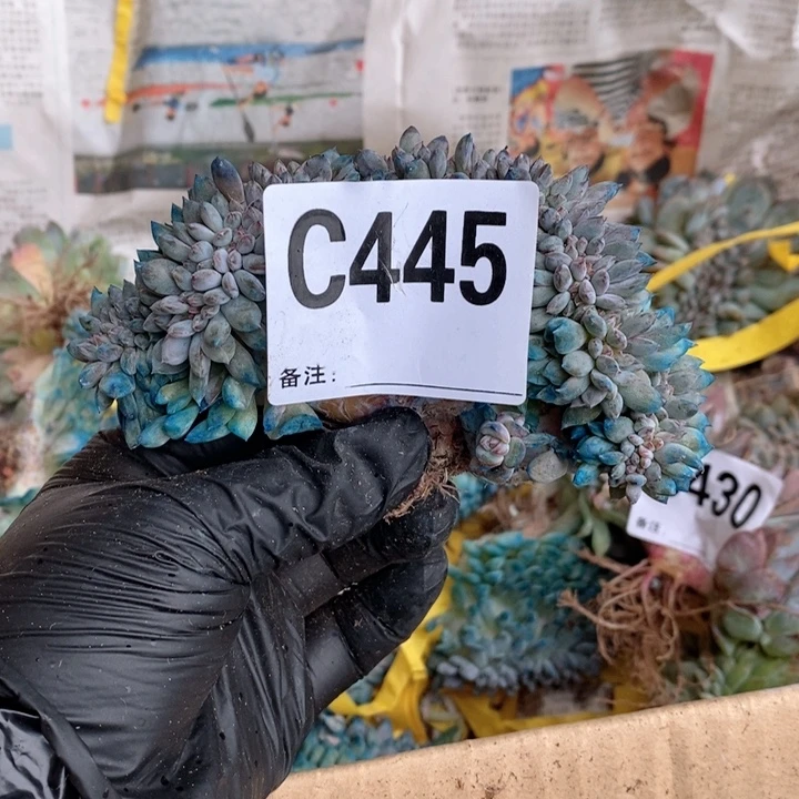 曹***菱445石榴籽星影小树