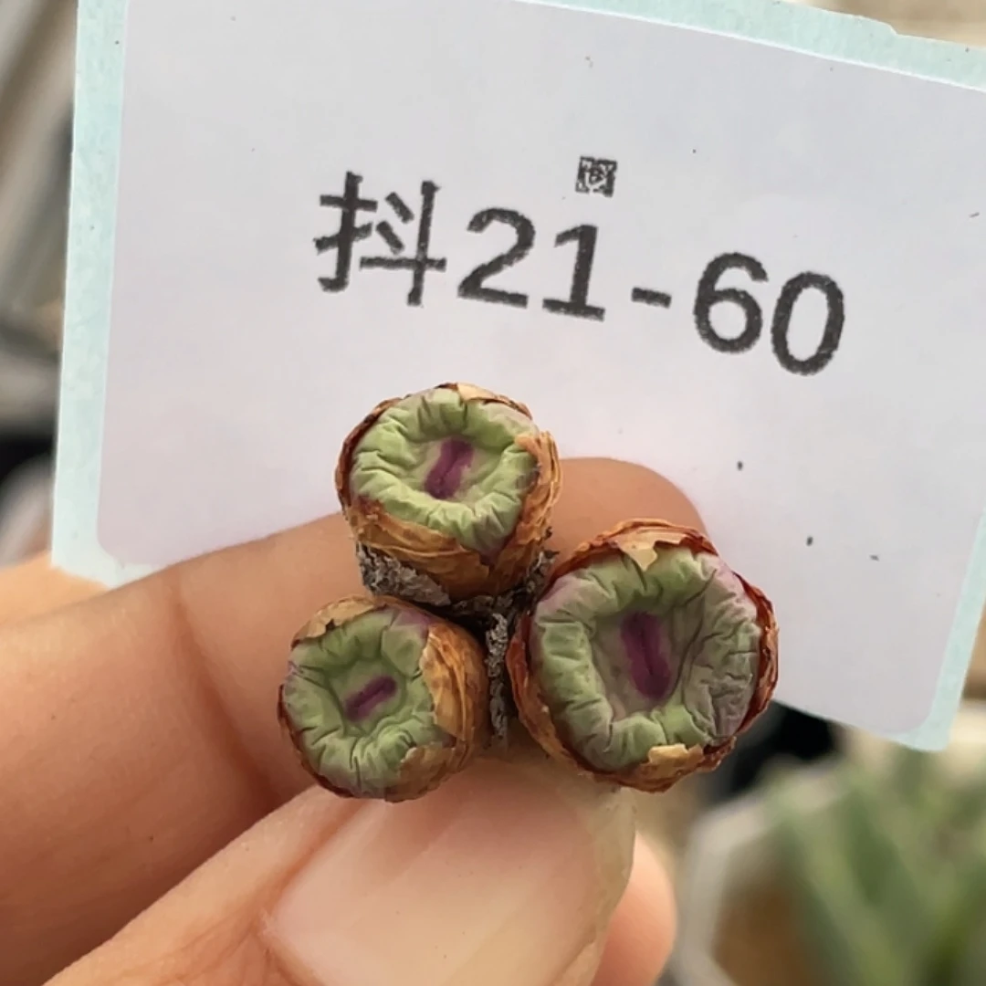 21-60嘴多肉植物肉锥