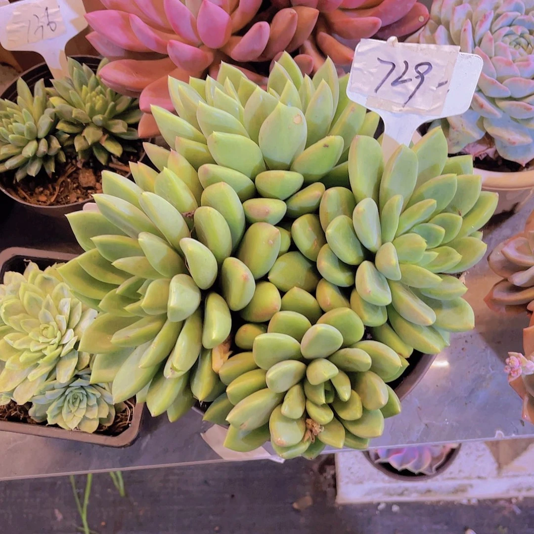 @***姐000000000000000725