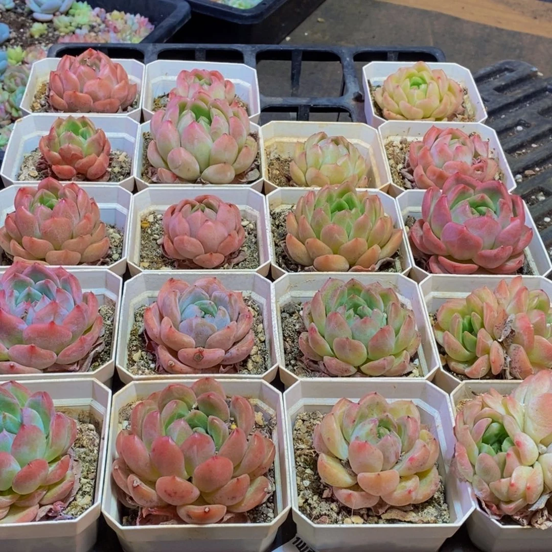 780多肉植物保护研究所所长助理
