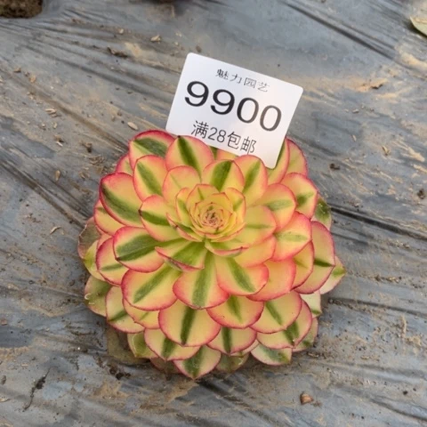 青莲多肉多肉9900