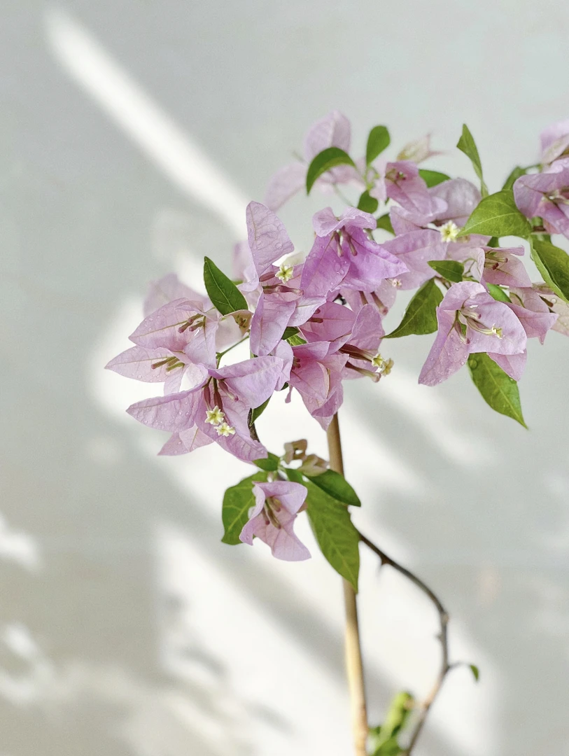 【塞弗里】三角梅花卉塞弗里原盆原土四季开花爬藤好养耐养