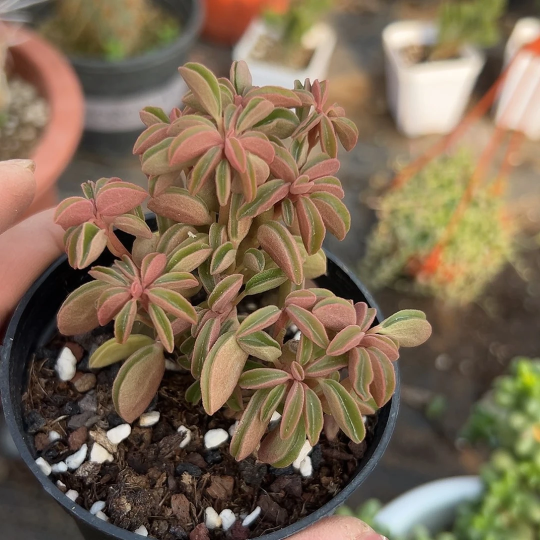 多肉植物多肉植物