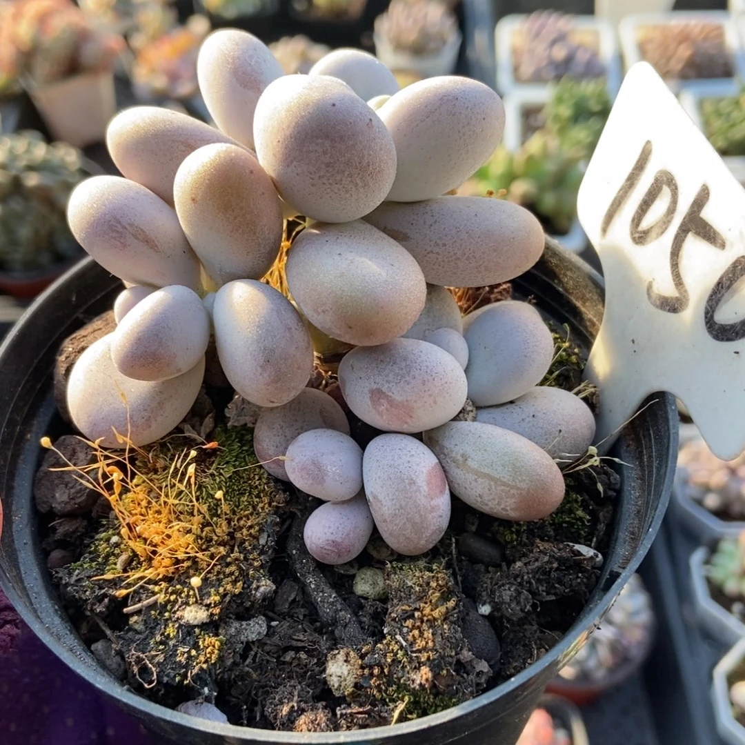 1050橙雪球多肉植物多肉