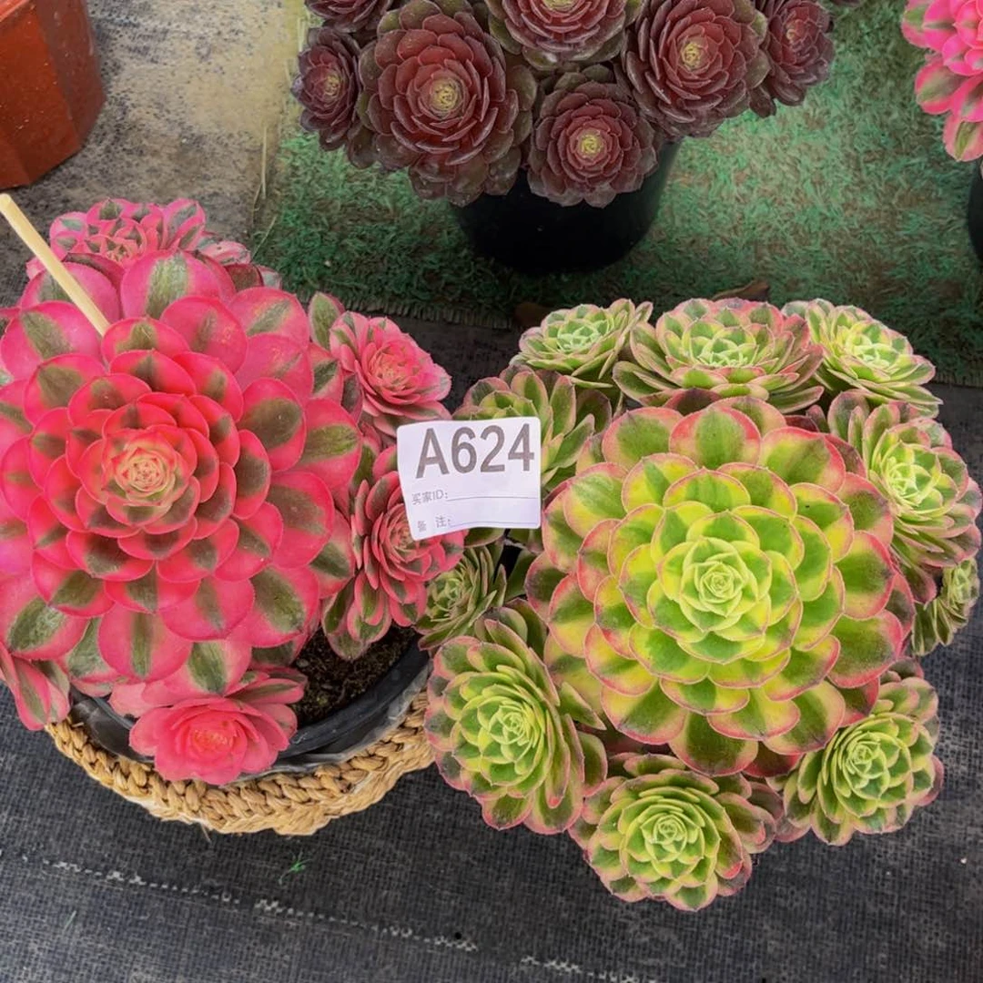 多肉组合00000624