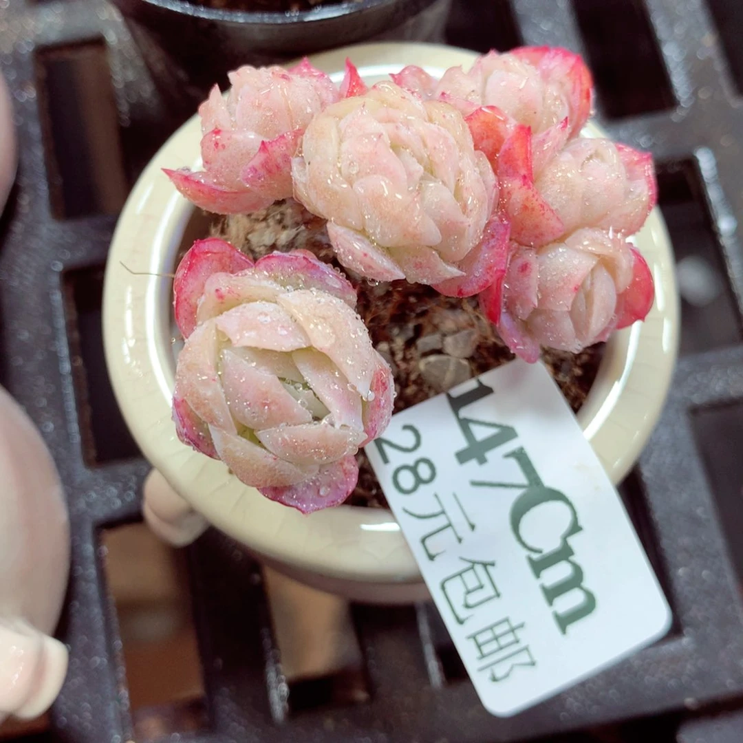 5厘米盆精控多肉147