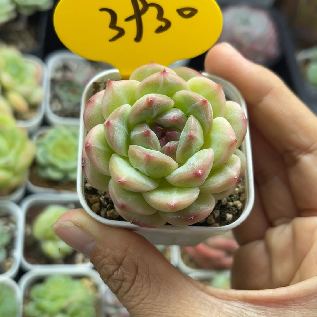 喃***喃熊猫珍妮专拍3930