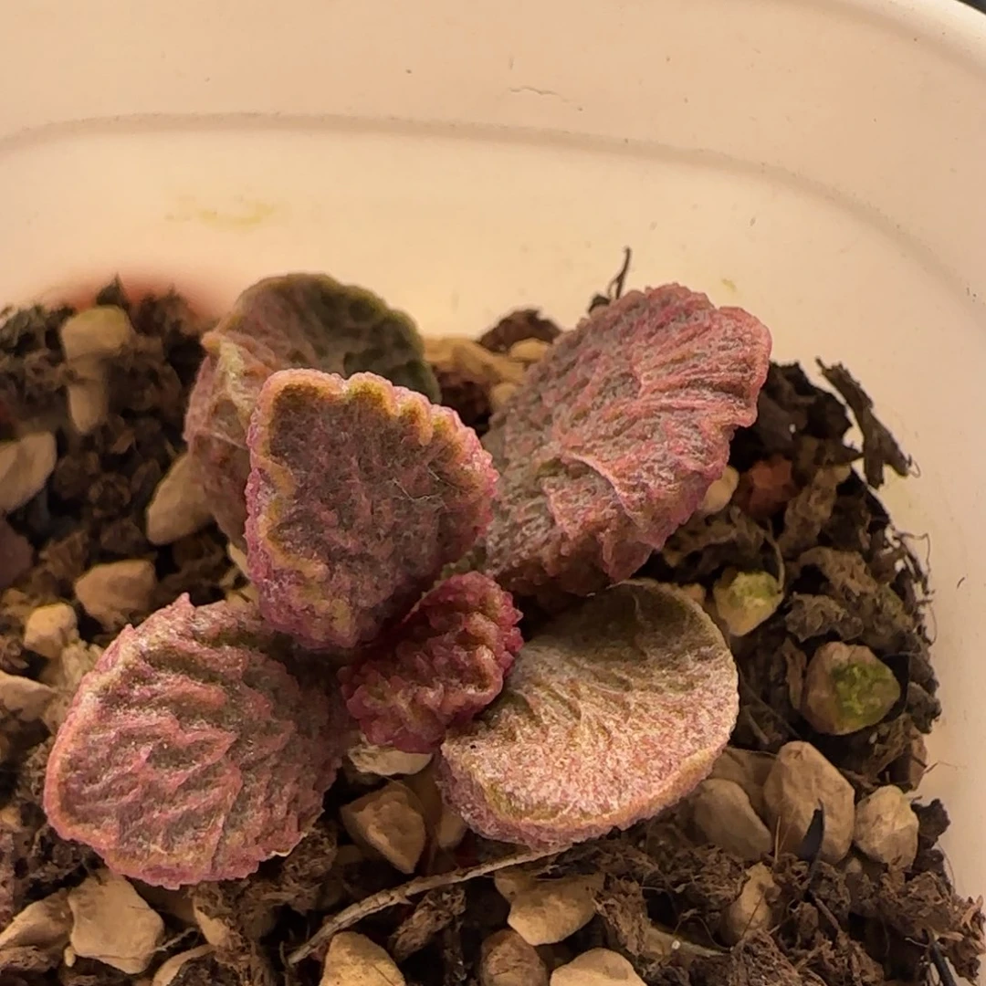 大鱼海棠水泡多肉植物