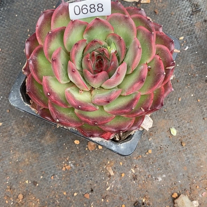 早***3精品多肉植物0688