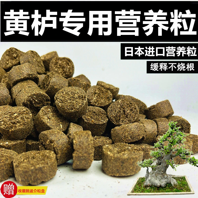 黄栌专用营养粒适用于盆景养花日本进口天然发酵有机缓释介质
