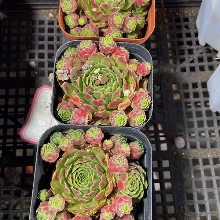 爱德华球带盆土发货