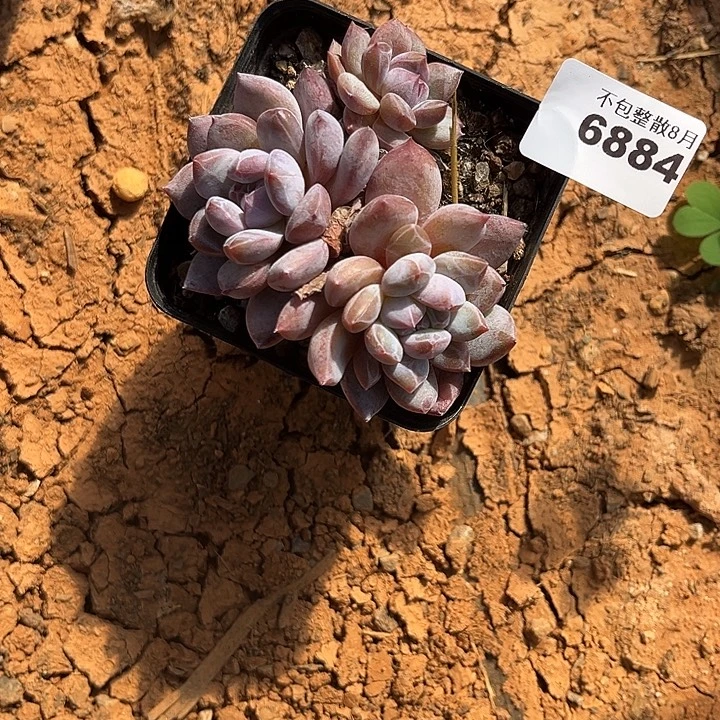 阿雅园艺。     6884星影