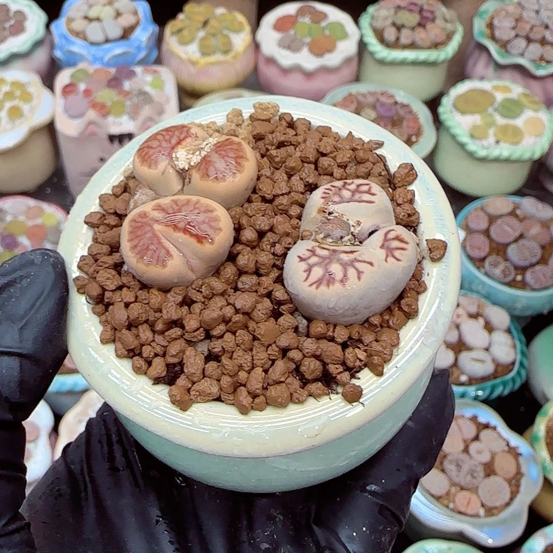 生石花满18包邮1225-68