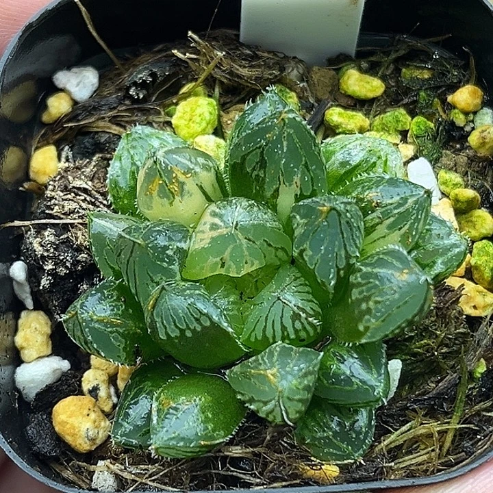 78大叶楼兰玉露锦