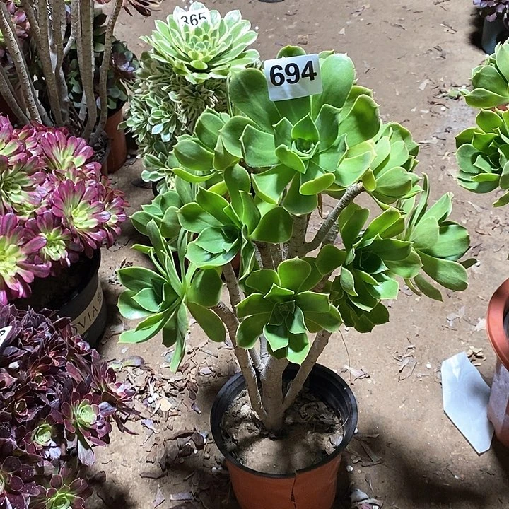 用****8法师植物一物一拍694