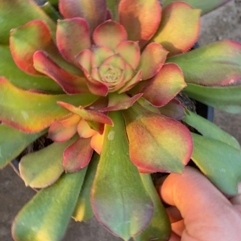 750绍羞七彩满25包邮多肉