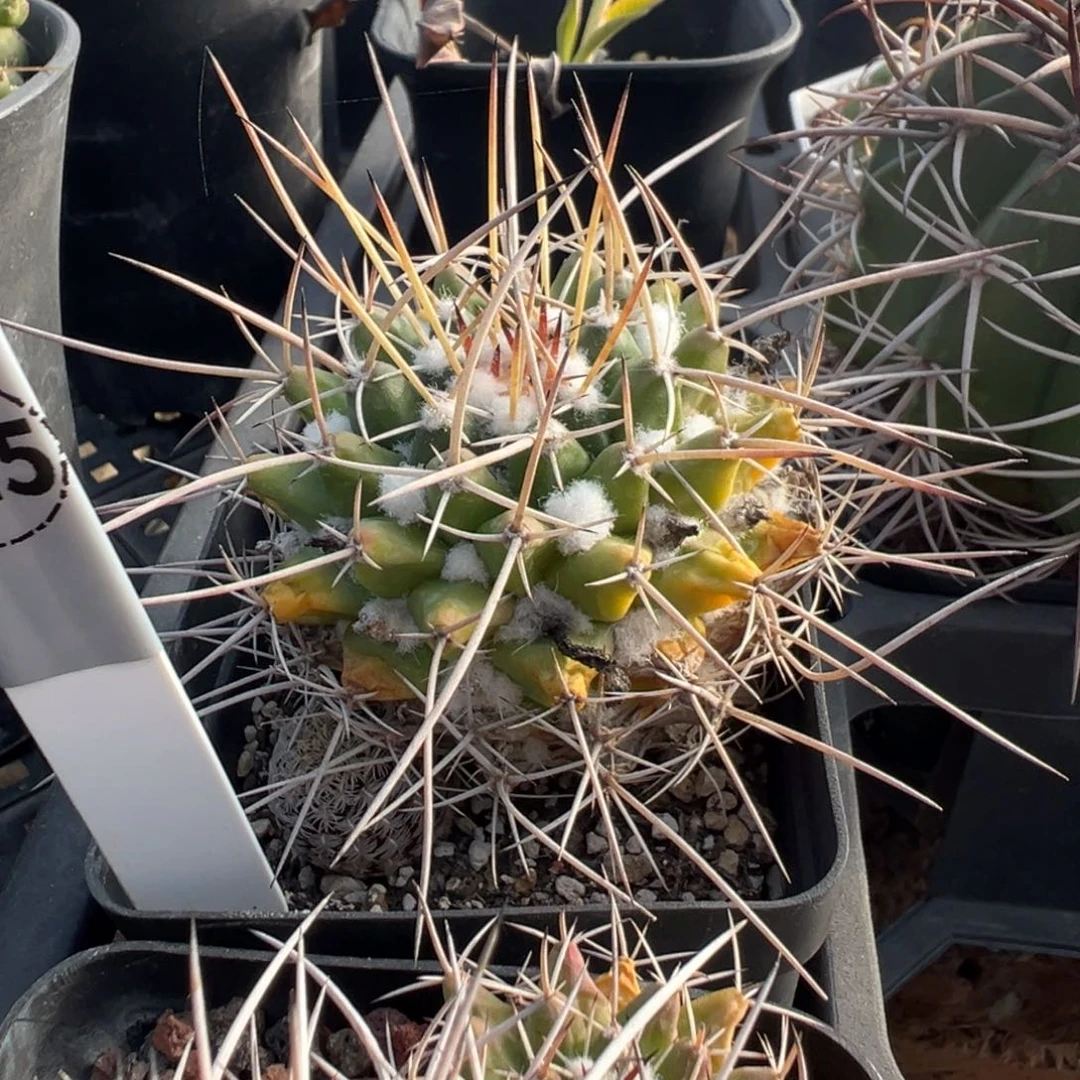 125实生根白龙丸变种多肉植物带盆土