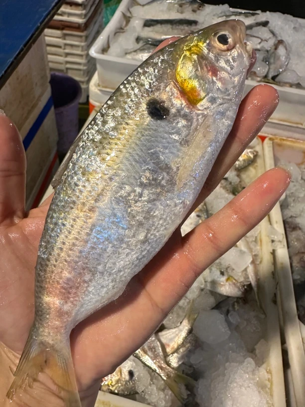 广东湛江 正宗黄鱼 4斤