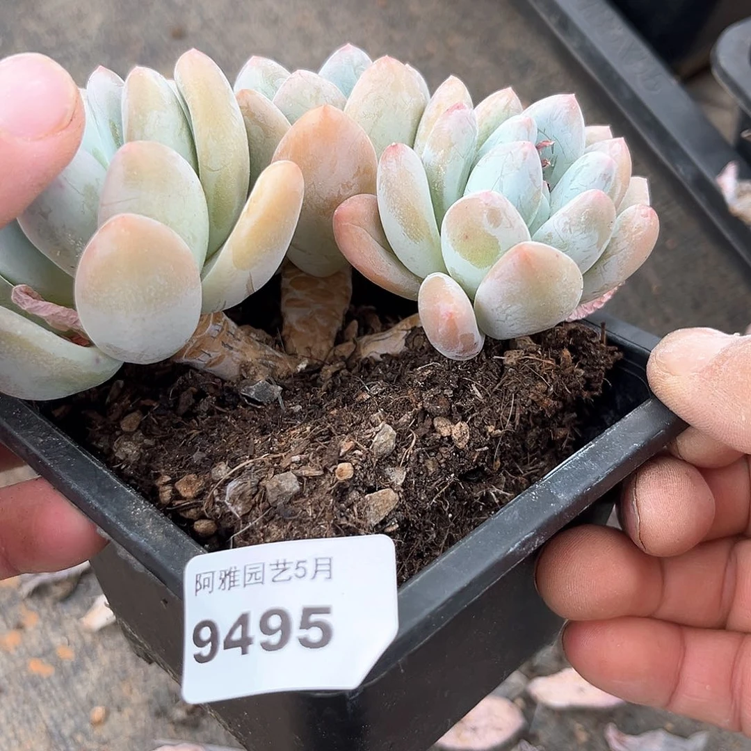 阿雅园艺。  9495