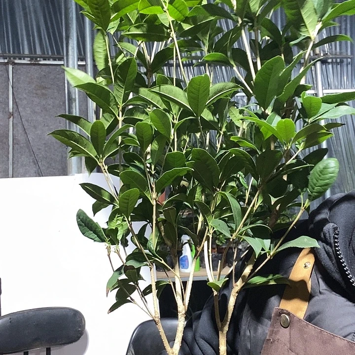 完全开放2盆桂花冻坏不赔19的