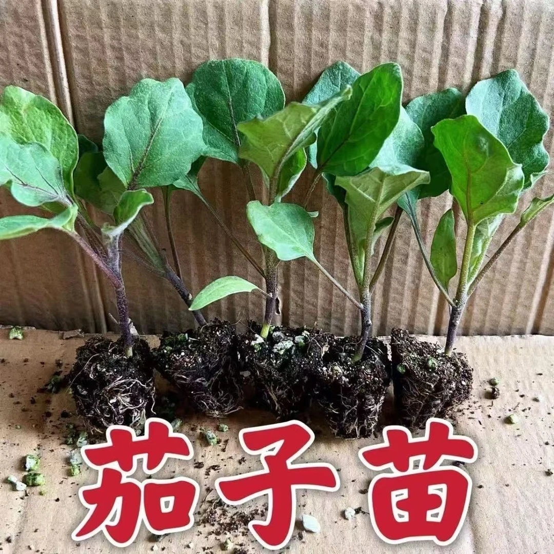 高产茄子苗黑长茄苗杭茄苗紫长茄苗青茄子苗
