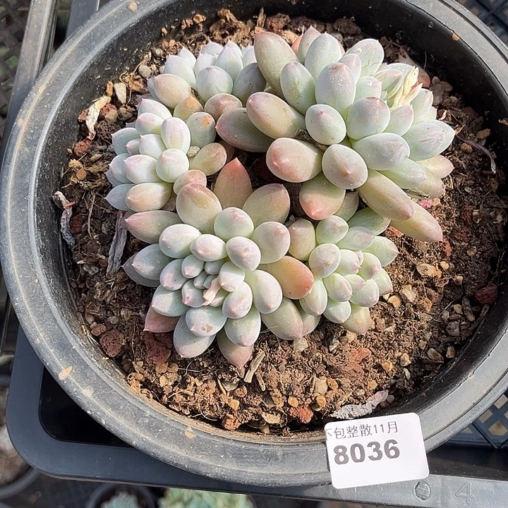 阿雅园艺。      8036奶糖