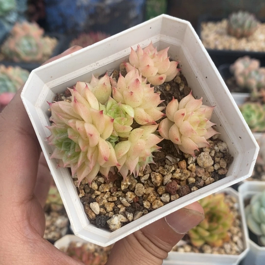 小脸麦秆群生不包整