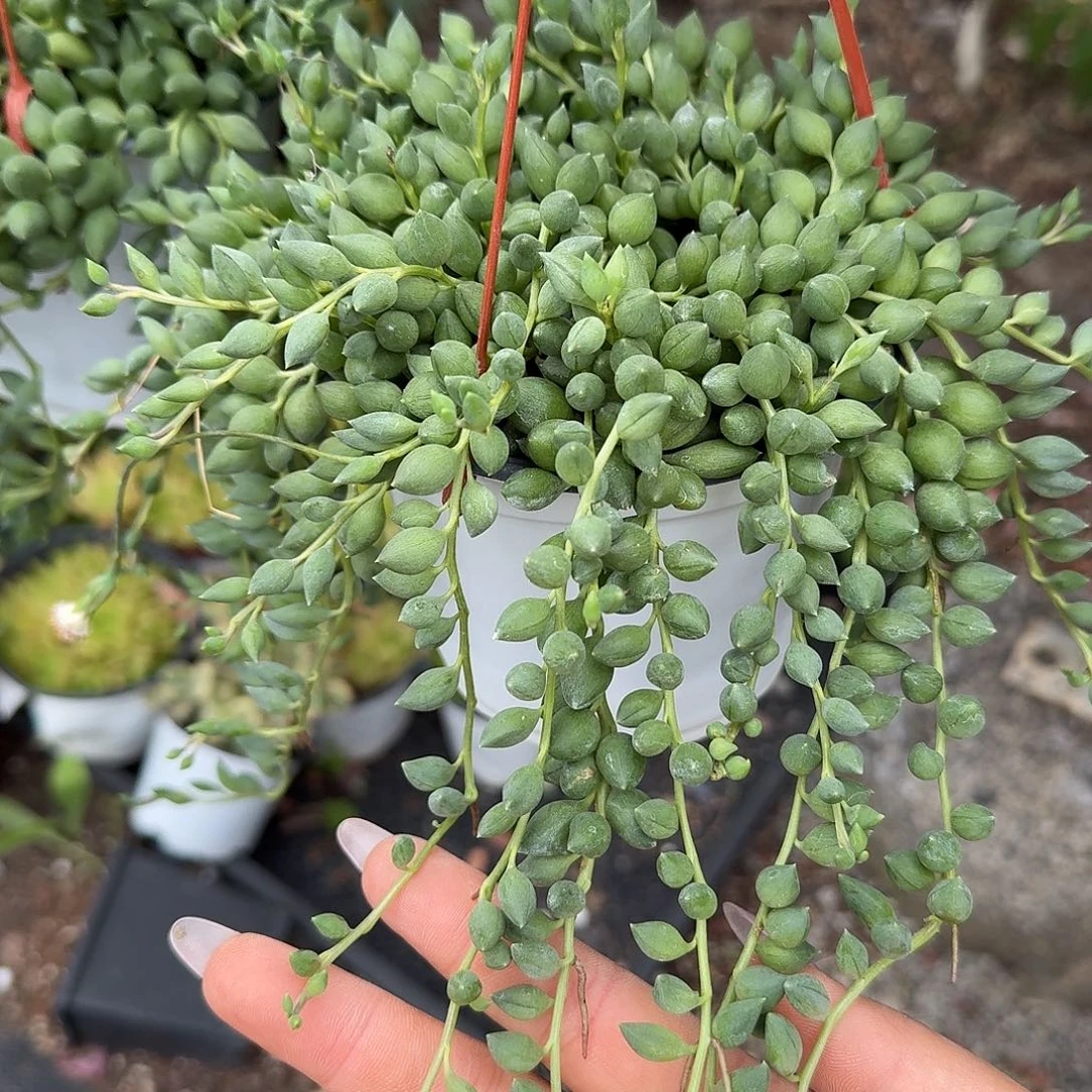 情人泪多肉植物精品