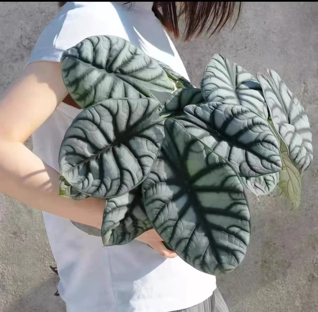 【白犀牛海芋】室内净化空气绿植盆栽好养适合办公桌窗台
