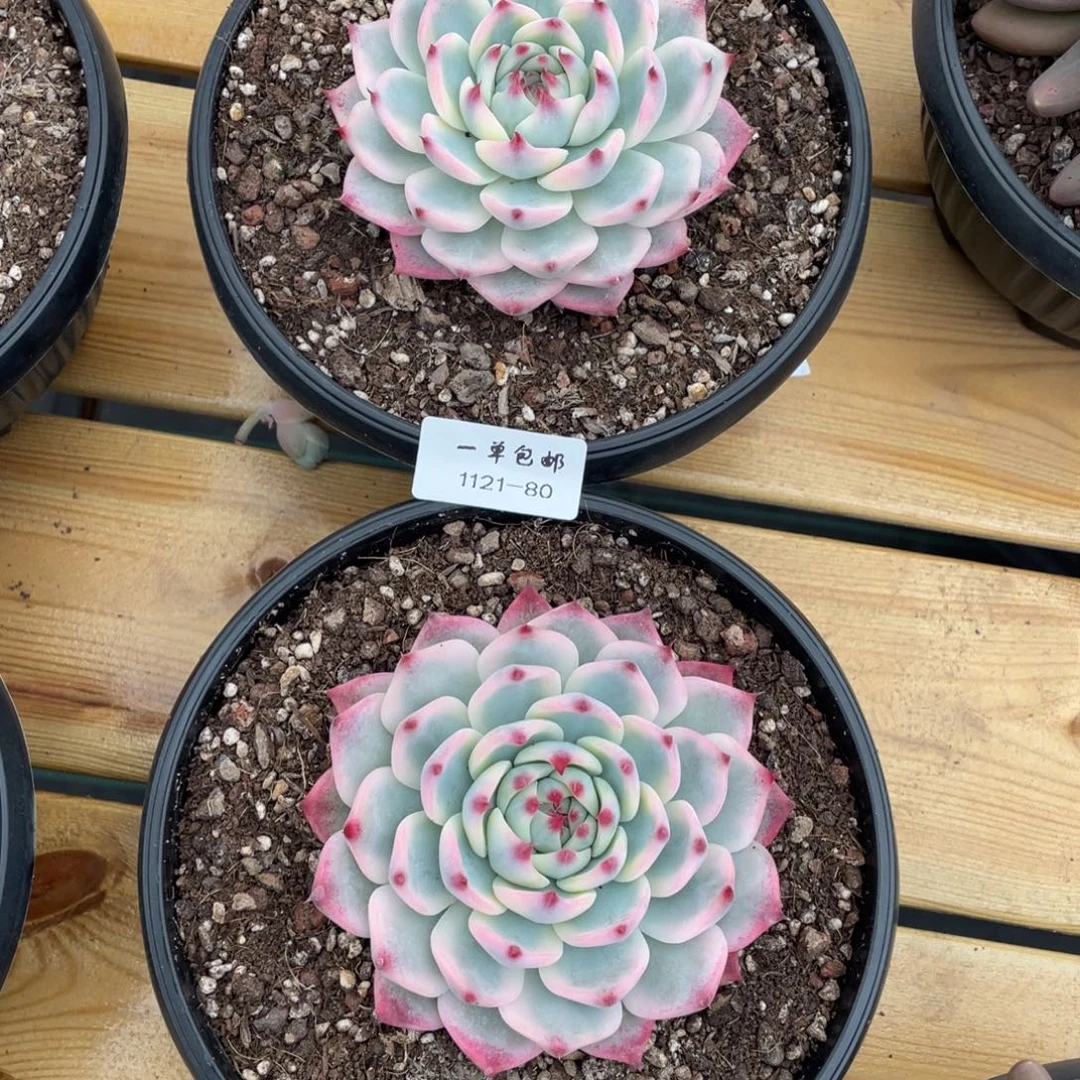 D***r1121-80-打包两颗。。。。，，