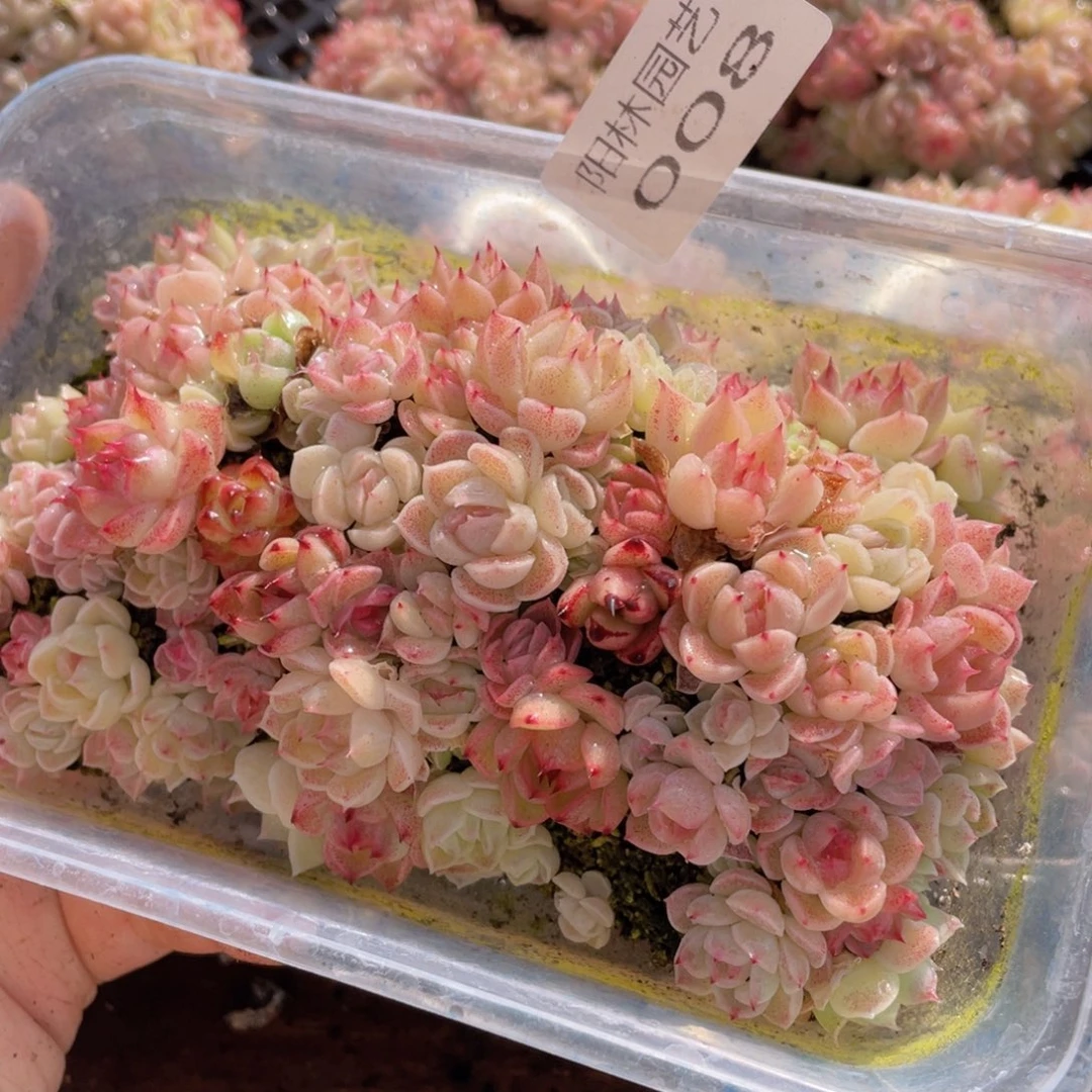 多肉植物多肉植物8