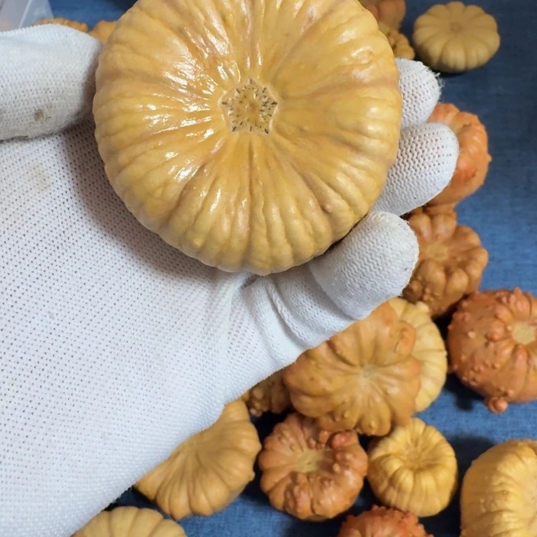 兮***兮葫芦墨西哥七彩疙瘩葫芦手把件