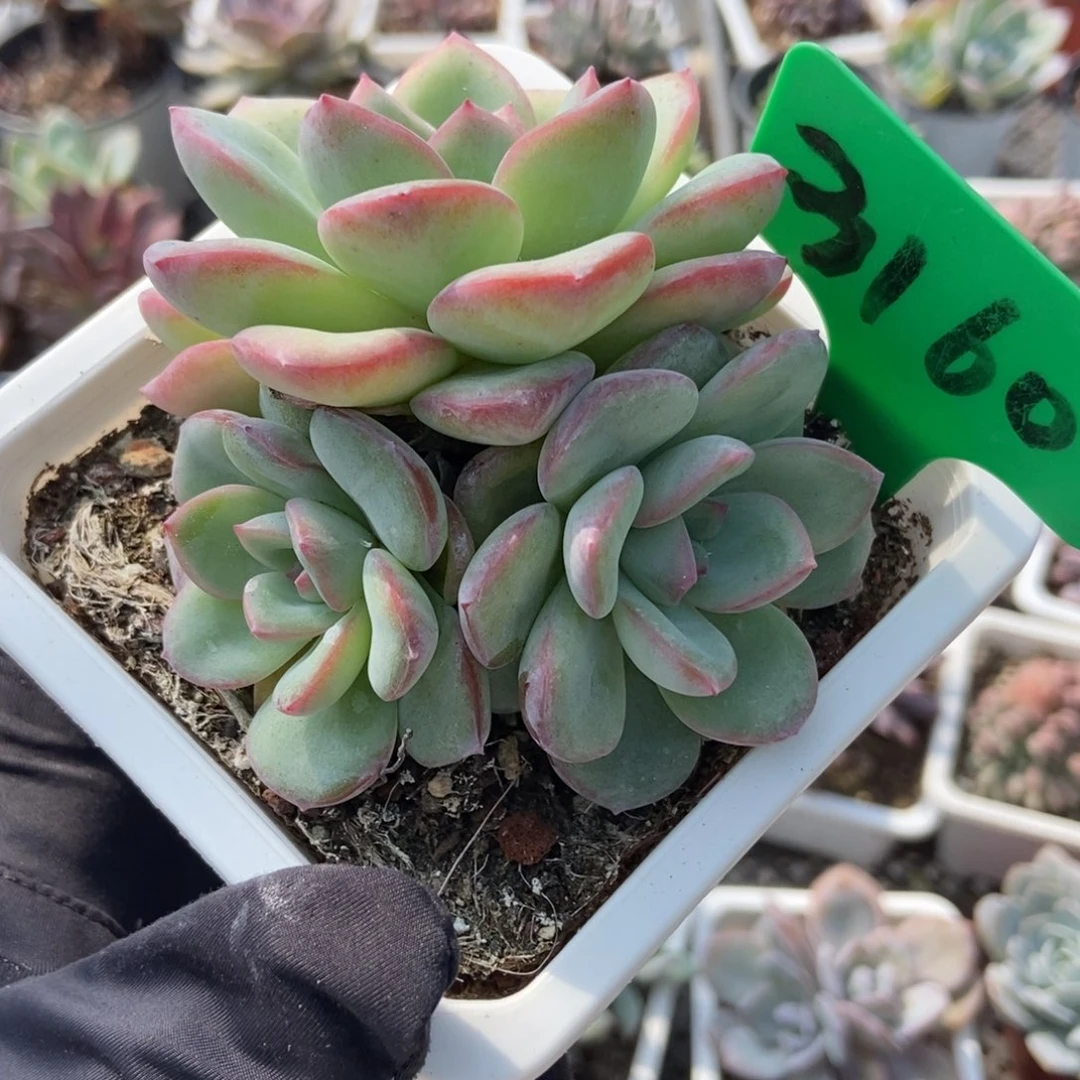 3160泡芙多肉植物