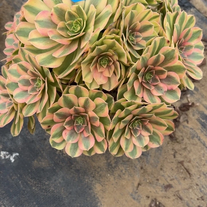 雨荷多肉法师不包损22