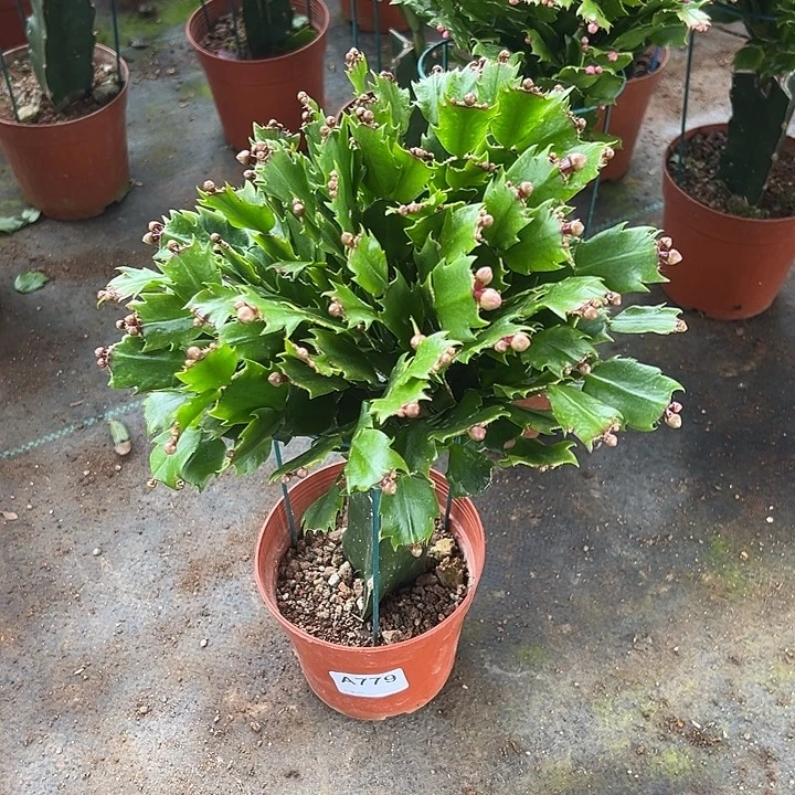 完全开放779嫁接黄色